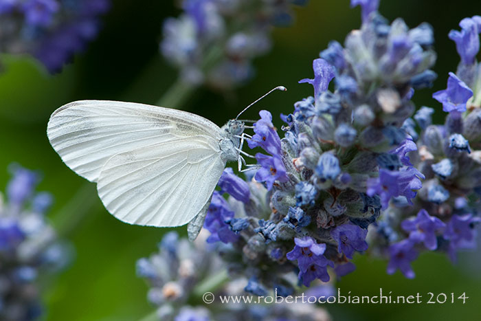 Pieris rapae da confermare